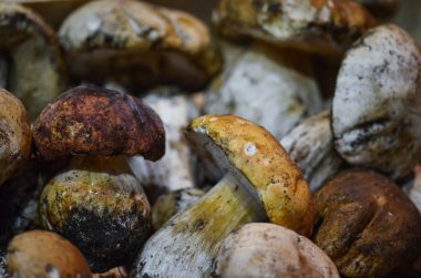 İtalya yerel pazarında taze mantarlar kapanıyor