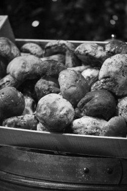 İtalya yerel pazarında taze mantarlar kapanıyor