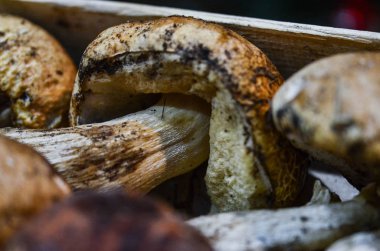 İtalya yerel pazarında taze mantarlar kapanıyor