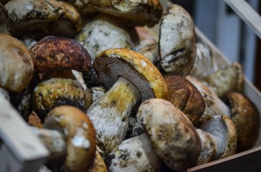 İtalya yerel pazarında taze mantarlar kapanıyor