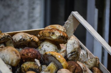 İtalya yerel pazarında taze mantarlar kapanıyor