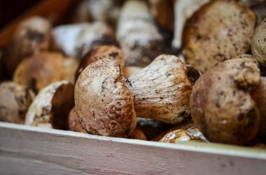 İtalya yerel pazarında taze mantarlar kapanıyor