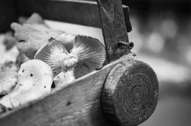 İtalya yerel pazarında taze mantarlar kapanıyor