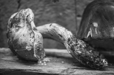 İtalya yerel pazarında taze mantarlar kapanıyor