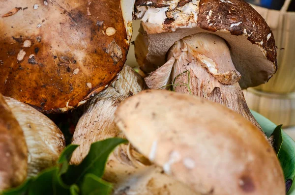 Fresh Mushrooms Close View Local Italian Market — Stock Photo, Image