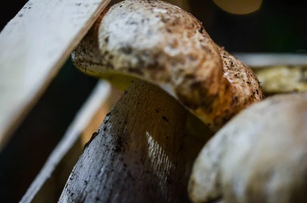 Verse Paddestoelen Van Dichtbij Zien Italiaanse Lokale Markt — Stockfoto