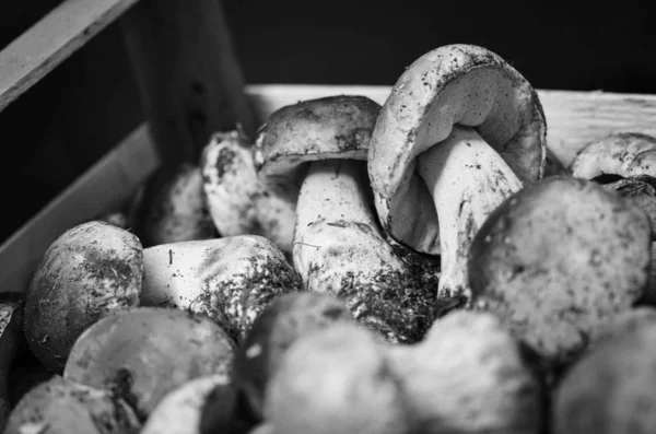 Fresh Mushrooms Close View Italian Local Market — Stock Photo, Image