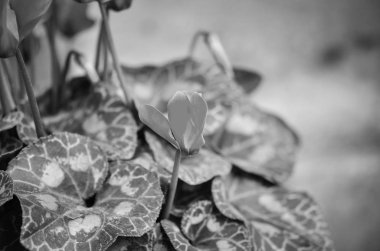 Doğal yaz çiçekleri manzarayı kapatır 