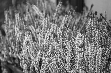 Doğal yaz çiçekleri manzarayı kapatır 