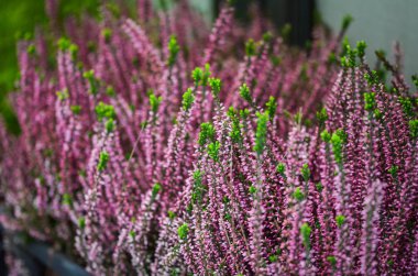 Doğal yaz çiçekleri manzarayı kapatır 