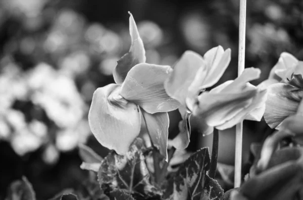 Naturliga Sommar Blommor Närbild — Stockfoto