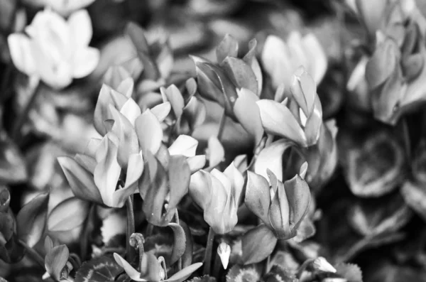 Natuurlijke Zomer Bloemen Close Uitzicht — Stockfoto