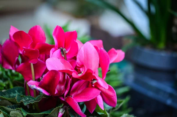 Natuurlijke Zomer Bloemen Close Uitzicht — Stockfoto