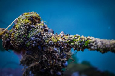 Eski liman manzarası - balıkçı tekneleri, balıkçı tekneleri ve deniz manzarası