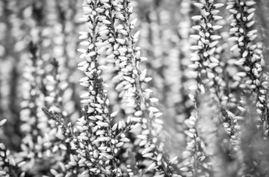 mor doğal çiçek yakın görünüm