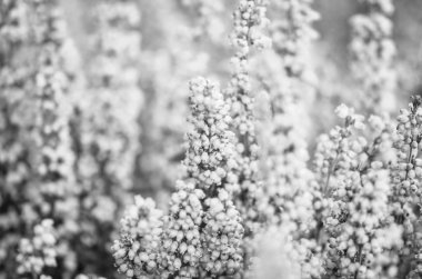 mor doğal çiçek yakın görünüm