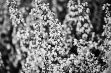 mor doğal çiçek yakın görünüm