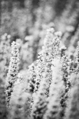 mor doğal çiçek yakın görünüm