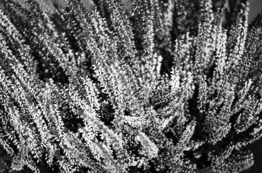 mor doğal çiçek yakın görünüm