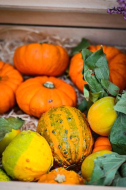 Mini balkabaklarını karıştır yakın görünüm