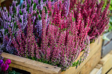 mor doğal çiçek yakın görünüm