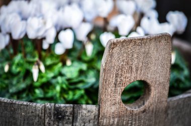 Doğal çiçekler manzarayı kapatır