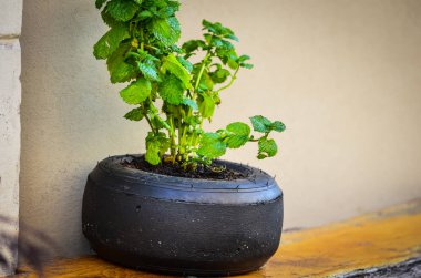 Doğal çiçekler manzarayı kapatır