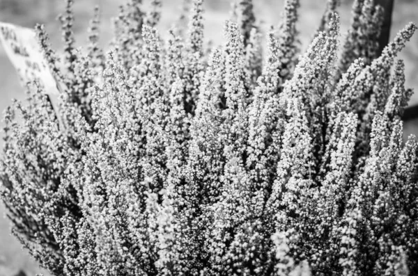 Μωβ Φυσικό Λουλούδι Από Κοντά — Φωτογραφία Αρχείου