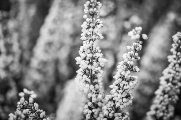 mor doğal çiçek yakın görünüm