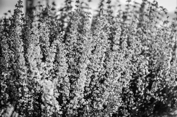 mor doğal çiçek yakın görünüm