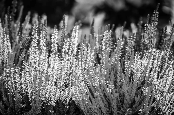 mor doğal çiçek yakın görünüm