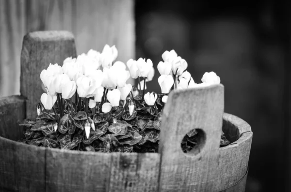 Naturliga Blommor Närbild — Stockfoto