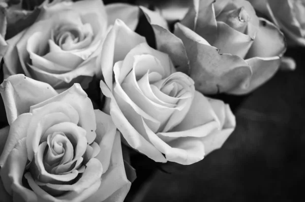 Doğal gülleri karıştır, yakın görünüm 