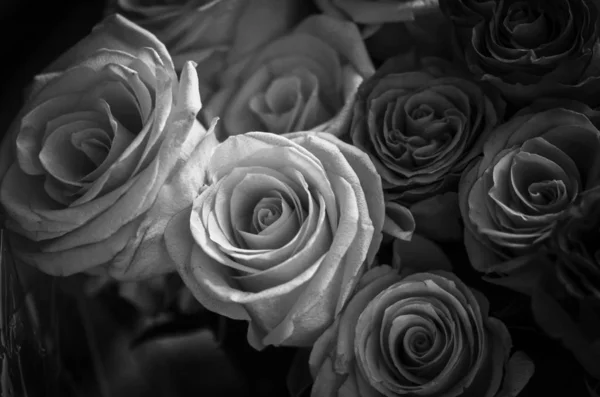 Мікс Натуральних Троянд Крупним Планом — стокове фото