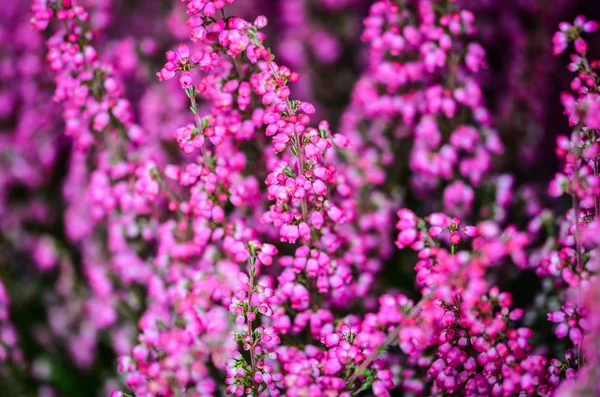 Lila Természetes Virág Közelről — Stock Fotó
