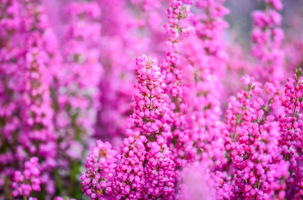 紫色天然花卉近景 — 图库照片