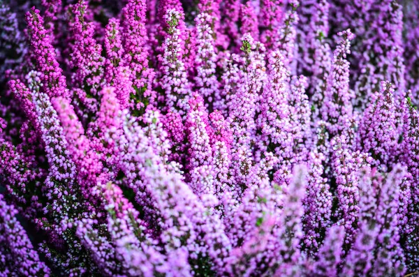 Lilla Naturlig Blomst Nært Hold – stockfoto
