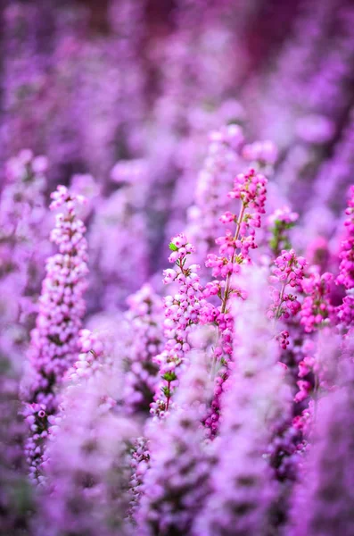 紫色天然花卉近景 — 图库照片