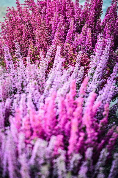 紫色天然花卉近景 — 图库照片