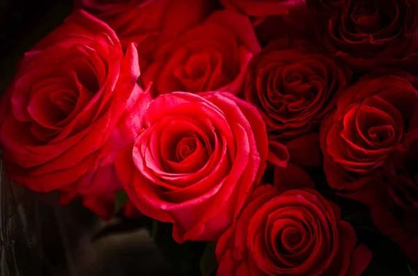 Mix Natural Roses Close View — Stock Photo, Image