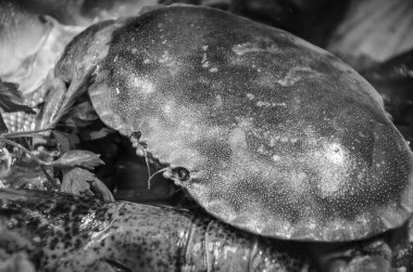 Taze balık ve deniz ürünleri yakın görünüm