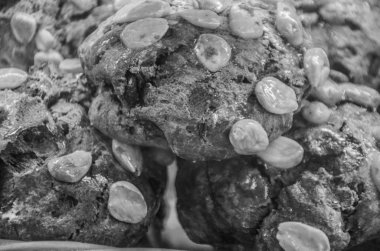 Lezzetli İtalyan tatlıları