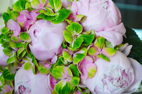 Magnifique Pivoine Pastel Bouquet Hortense Vert — Photo
