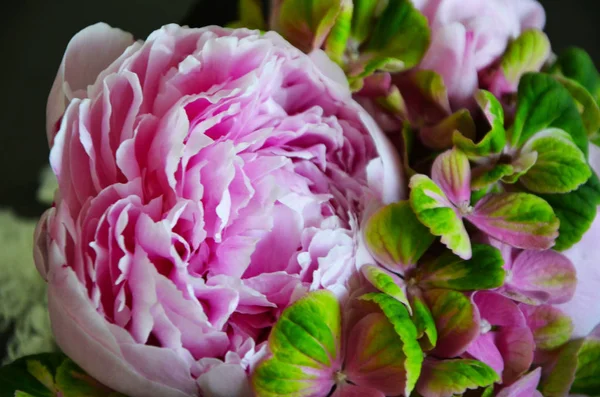 Magnifique Pivoine Pastel Bouquet Hortense Vert — Photo