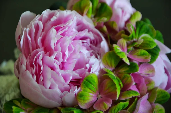 Magnifique Pivoine Pastel Bouquet Hortense Vert — Photo