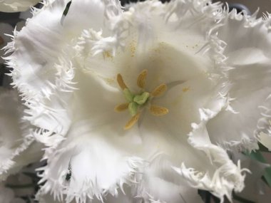 Beyaz lale çiçeği yakın görünüm