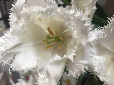 Beyaz lale çiçeği yakın görünüm