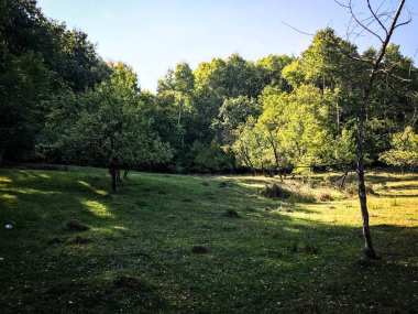 tepeler ve orman panoramik görünümü