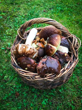 Taze mantarlar görünümü kapatın