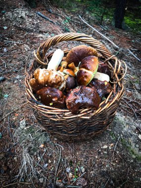 Taze mantarlar görünümü kapatın